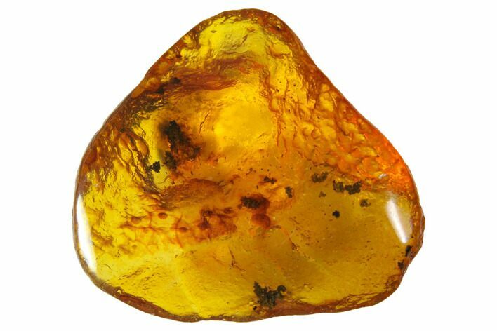 Polished Chiapas Amber ( g) - Mexico #114774